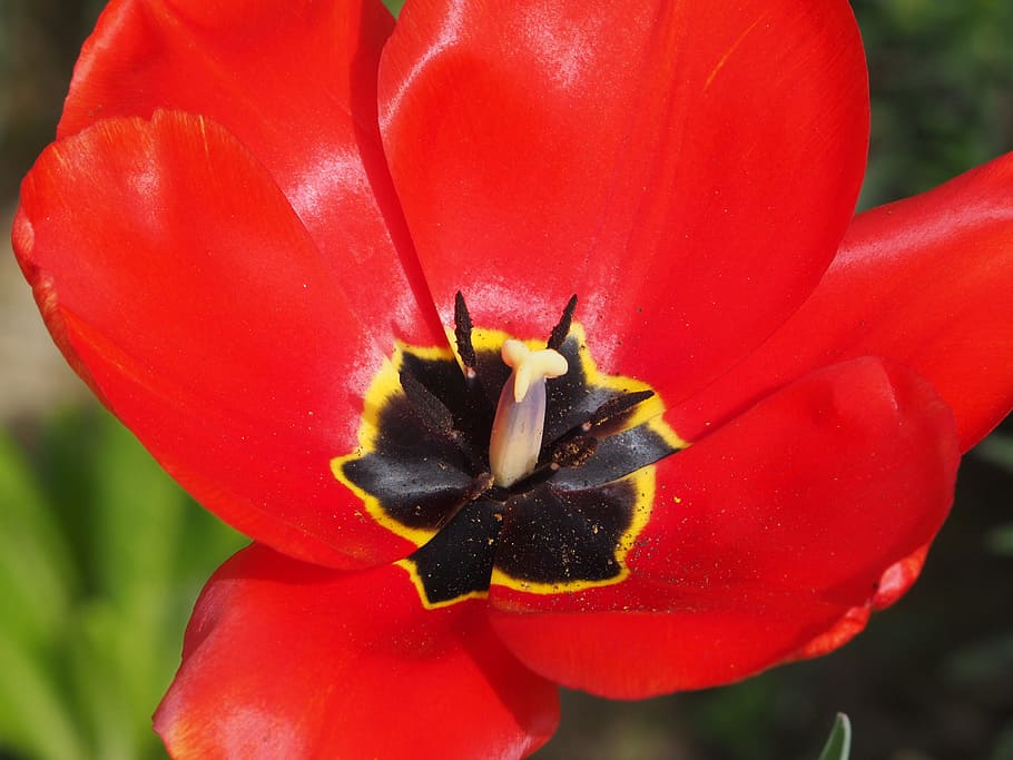 flower, nature, red, flowering plant, freshness, petal, beauty in nature HD wallpaper
