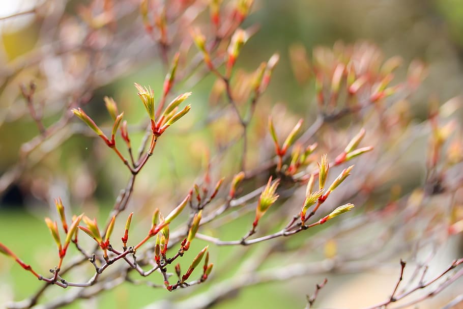 maple branches, budding maple, plant, wood, nature, spring HD wallpaper