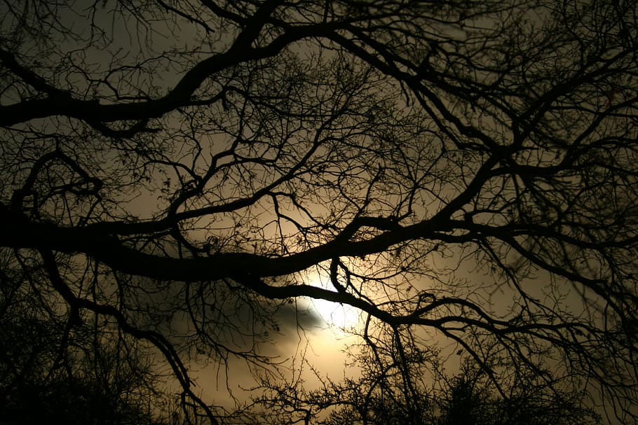 silhouette of tree during night time, darkness, evening, gloomy HD wallpaper