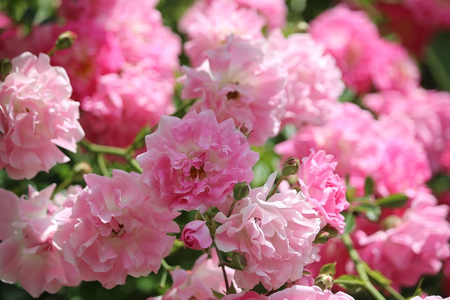rose, pink, red, flowering plant, pink color, beauty in nature HD wallpaper