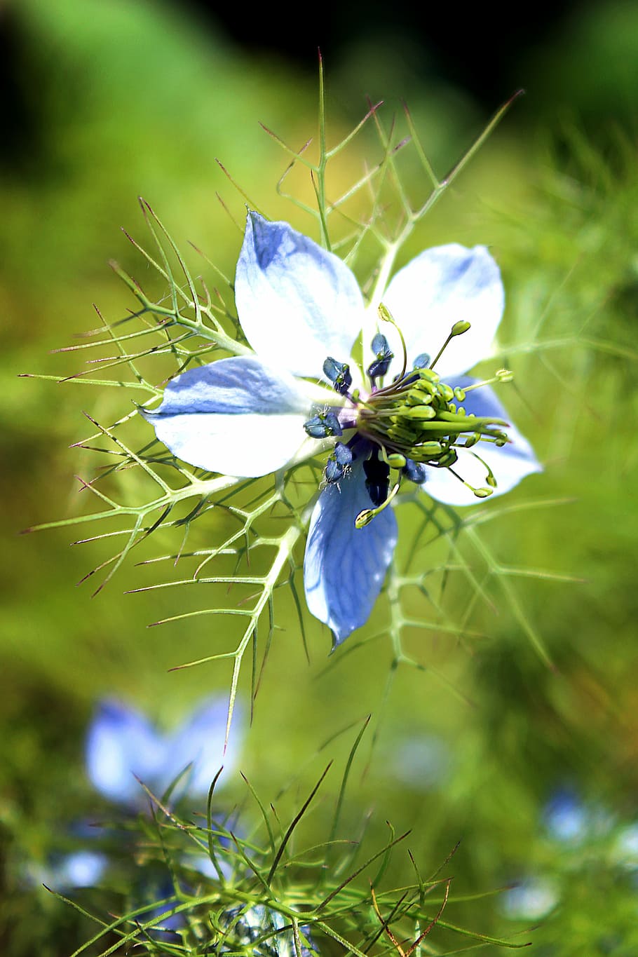 blossom, bloom, blue, nature, out, plant, garden, green, summer HD wallpaper