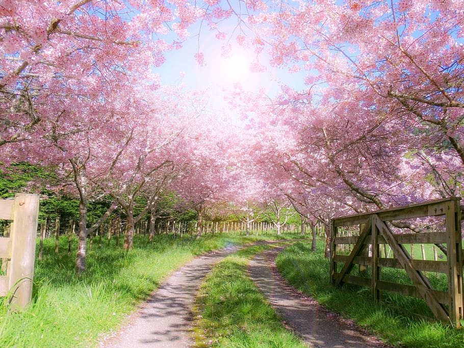 pink cherry blossom trees, farm, gate, wooden, spring, nature, HD wallpaper