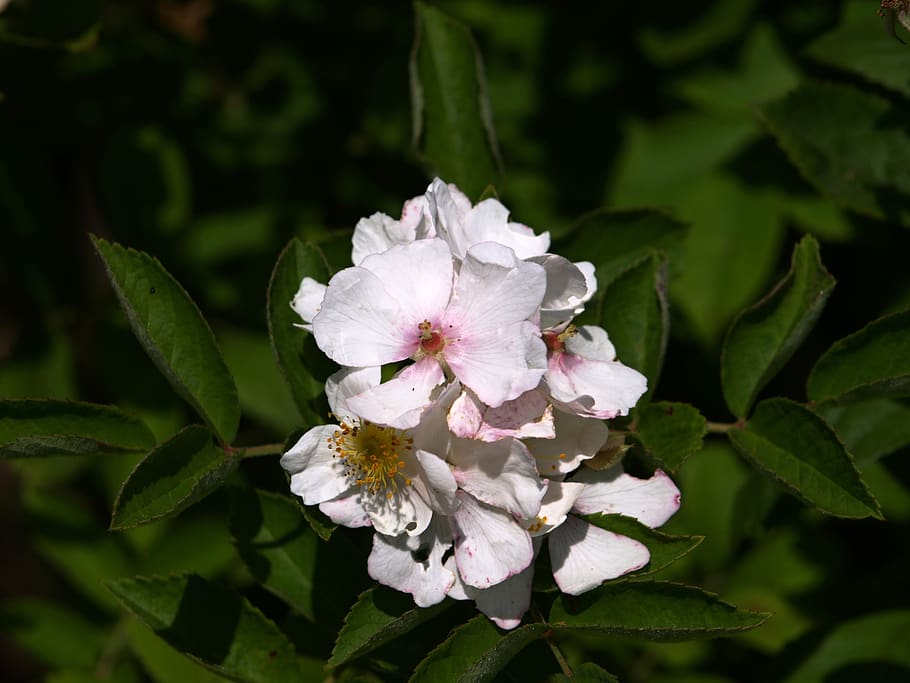 tree, foliage, flower, flowering plant, growth, beauty in nature HD wallpaper