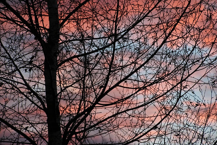 Tree, Aesthetic, Branches, Clouds, morgenstimmung, bare tree HD wallpaper
