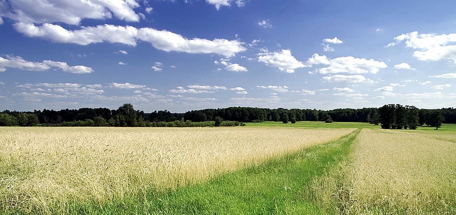 way, field, the path, fields, corn, wheat, harvest, forest HD wallpaper