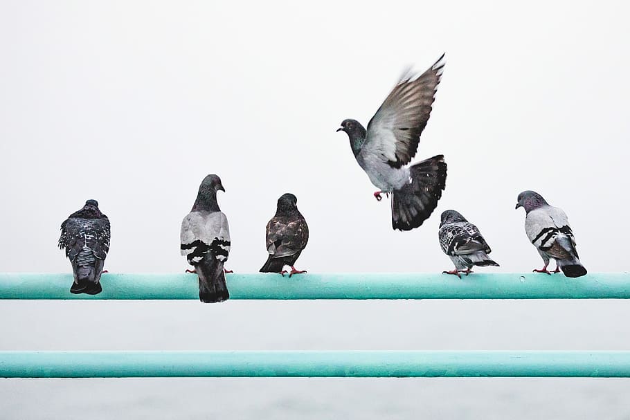 five pigeons perching on railing and one pigeon in flight, six white-and-black pigeons perching on teal metal bar HD wallpaper