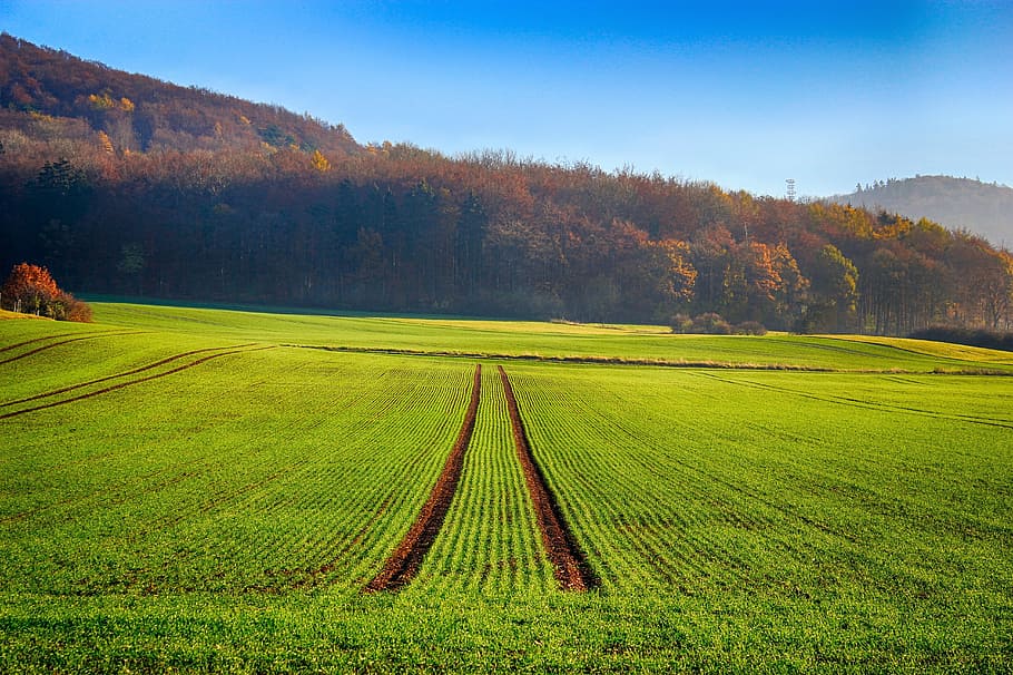 grass field during daytime, seed, trees, sky, blue, agriculture HD wallpaper