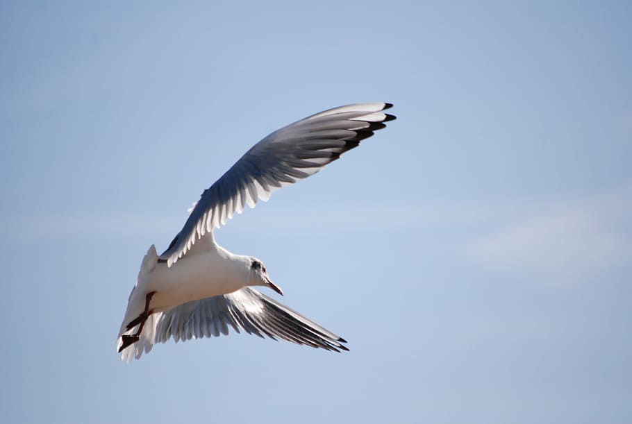 bird, seagull, fly, water, blue, sky, white, wing, flight, flying HD wallpaper