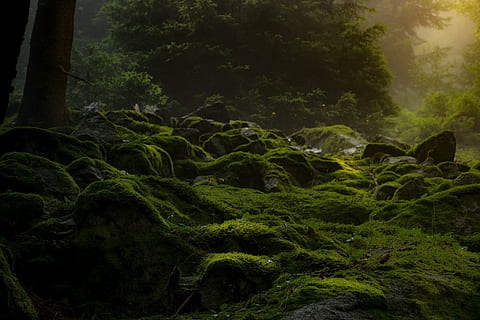 green grass at forest, dark, moss, nature, gloomy, darkness HD wallpaper