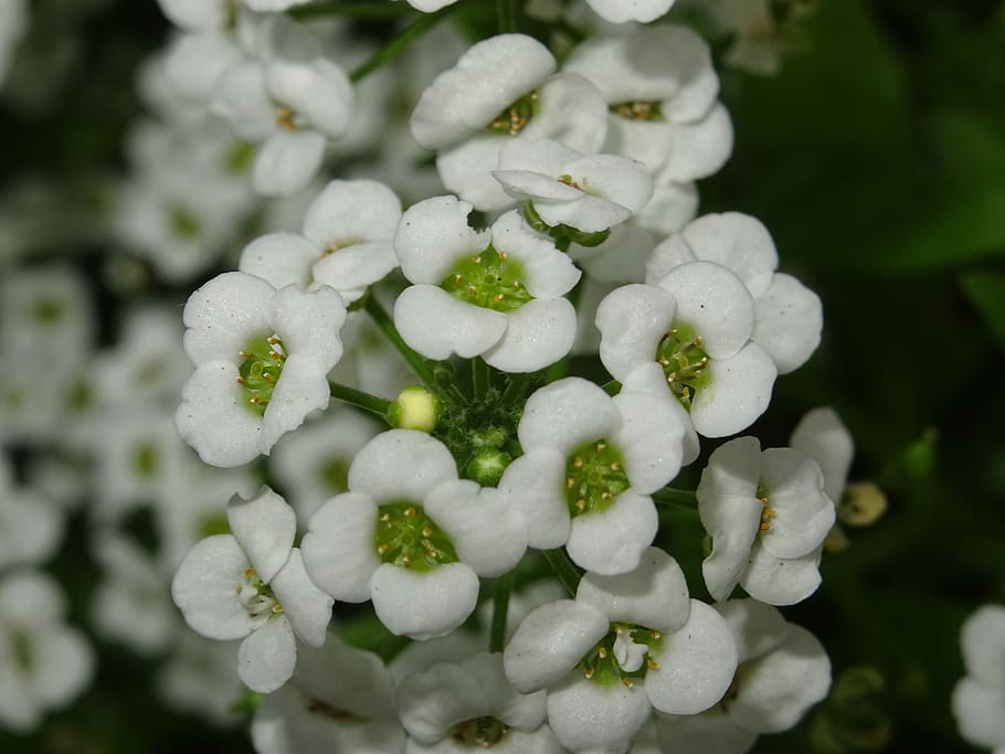 flower, white, small, plant, blossom, bloom, nature, white flower HD wallpaper