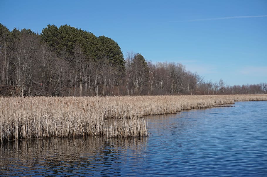 Nature, Ottawa, Outdoor, Spring, landscape, tree, water, tranquil scene HD wallpaper