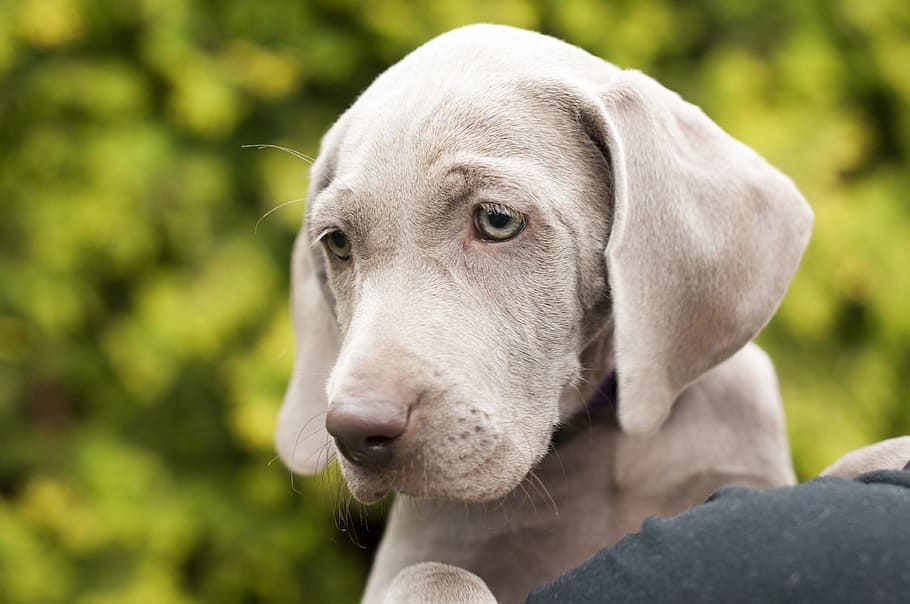 gray Weimaraner puppy, dog, animal, friend, pointer, quadruped HD wallpaper
