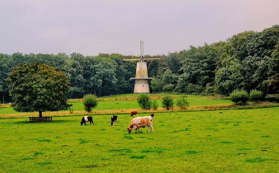mill, cows, meadow, tree, landscape, nature, animals, pasture HD wallpaper