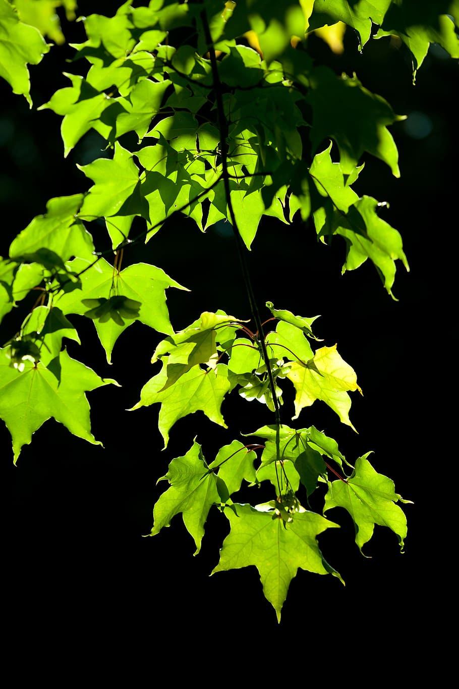 leaves, maple, background, black, branch, environment, foliage HD wallpaper