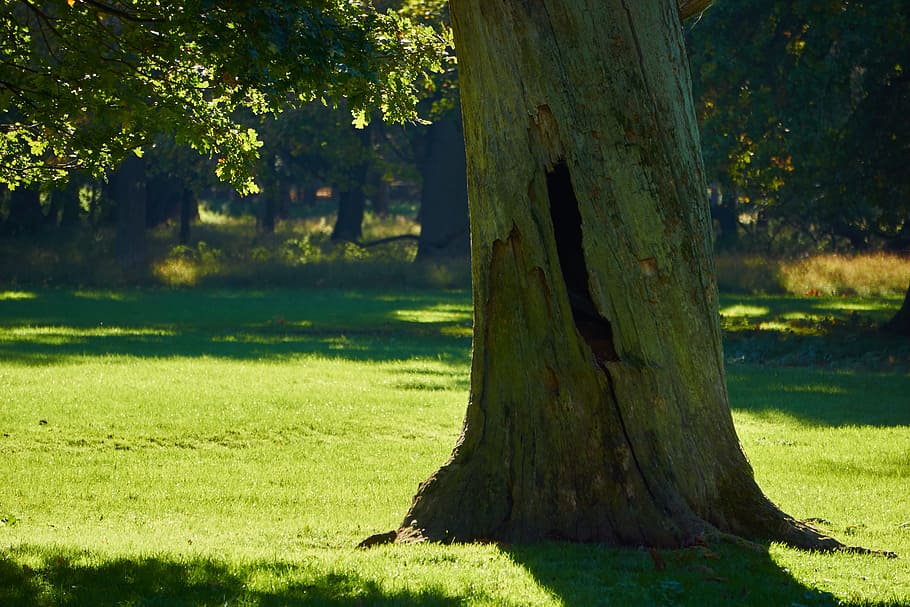 forest, nature, tree, green, plant, tree trunk, grass, sunlight HD wallpaper