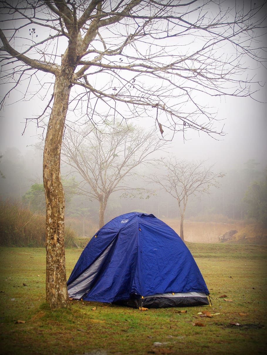 Camp, Tent, Tree, Forrest, Outdoor, activity, holiday, wood HD wallpaper