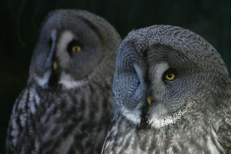 Owls, Nature, Bird, Feather, bill, animal, dark, grey, nocturnal HD wallpaper
