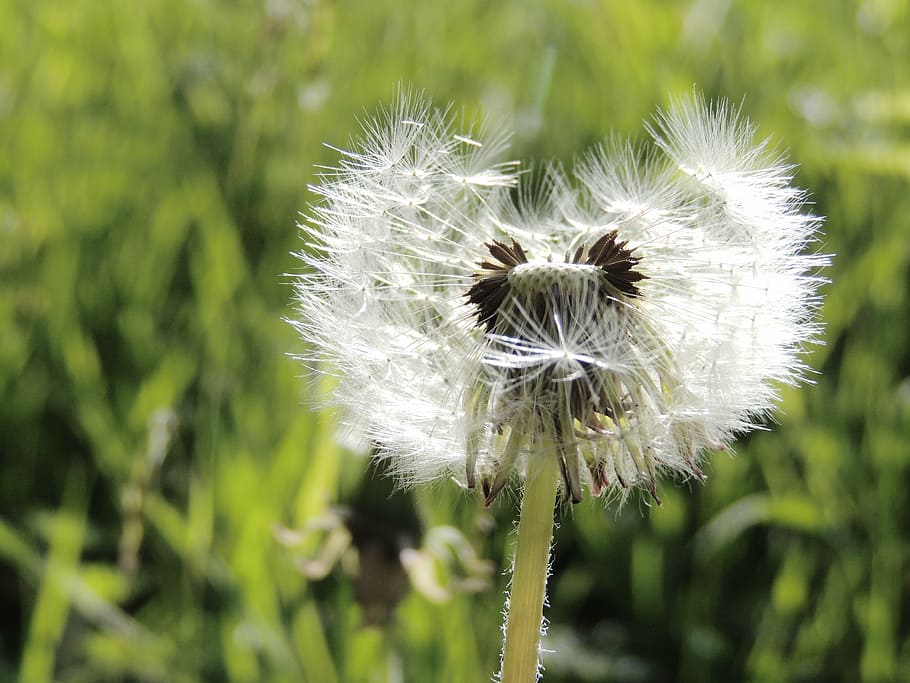 dandelion, taraxacum sect, seeds, spring, meadow, plant, nature HD wallpaper