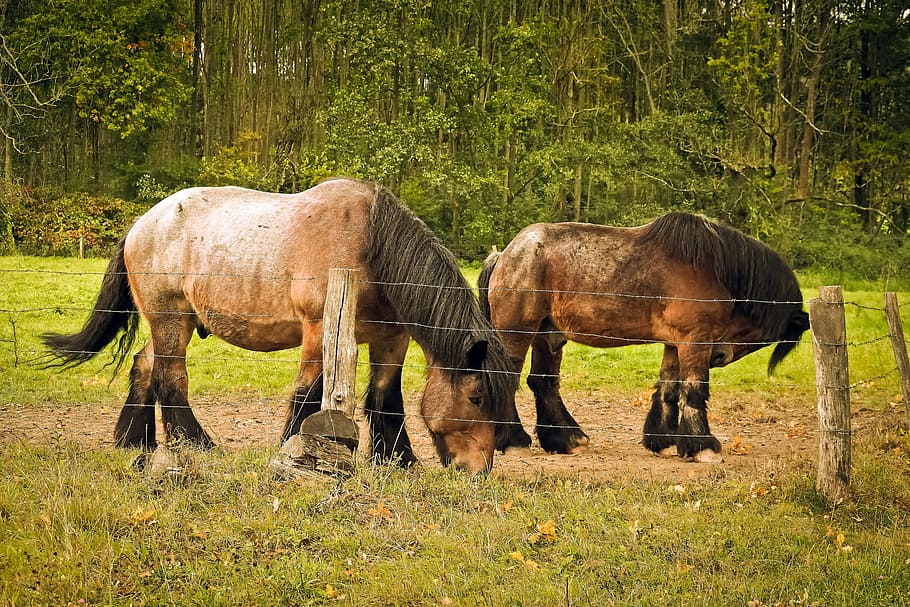 Draft Horses, Livestock, workhorse, brauereigaul, kaltblut, HD wallpaper
