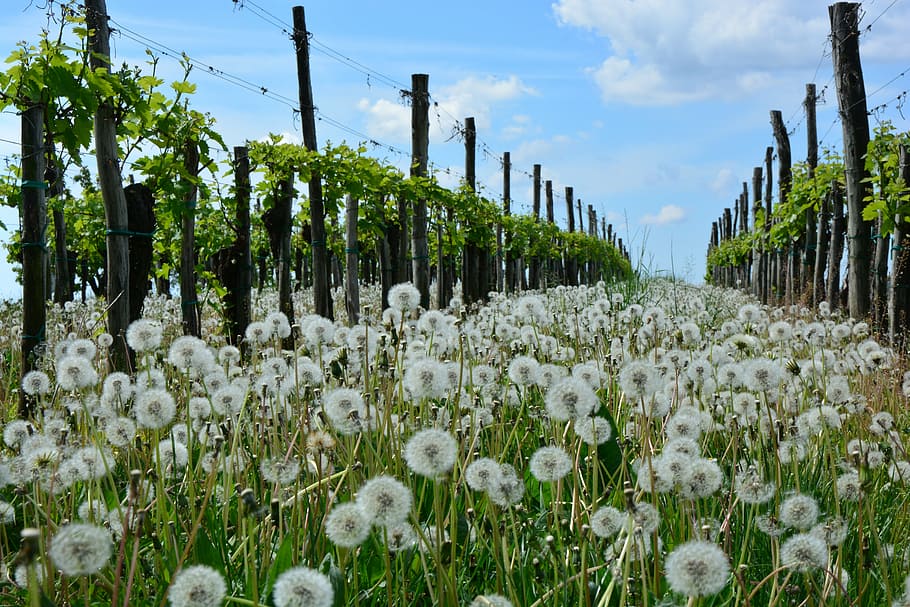 white dandelion flower field surrounded by brown wooden posts during daytime HD wallpaper