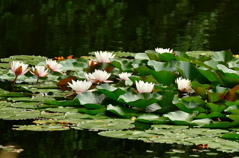 pink lotus flowers on body of water, water lilies, lily pond