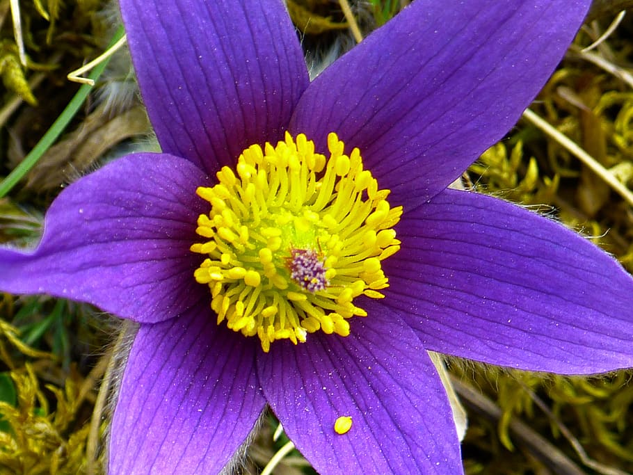 pasque flower, blossom, bloom, purple, blue, pasqueflower, pulsatilla HD wallpaper