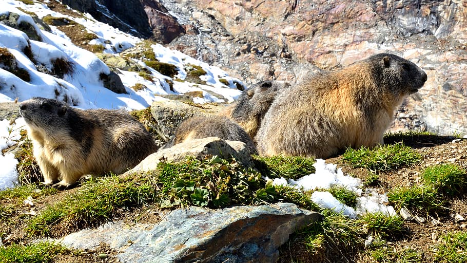 marmots, nature, snow, animal, animal themes, mammal, animals in the wild HD wallpaper
