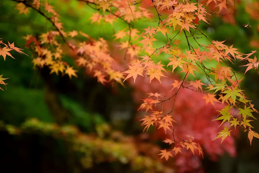 red, green, leaf, autumn, leaves, plant part, change, beauty in nature HD wallpaper