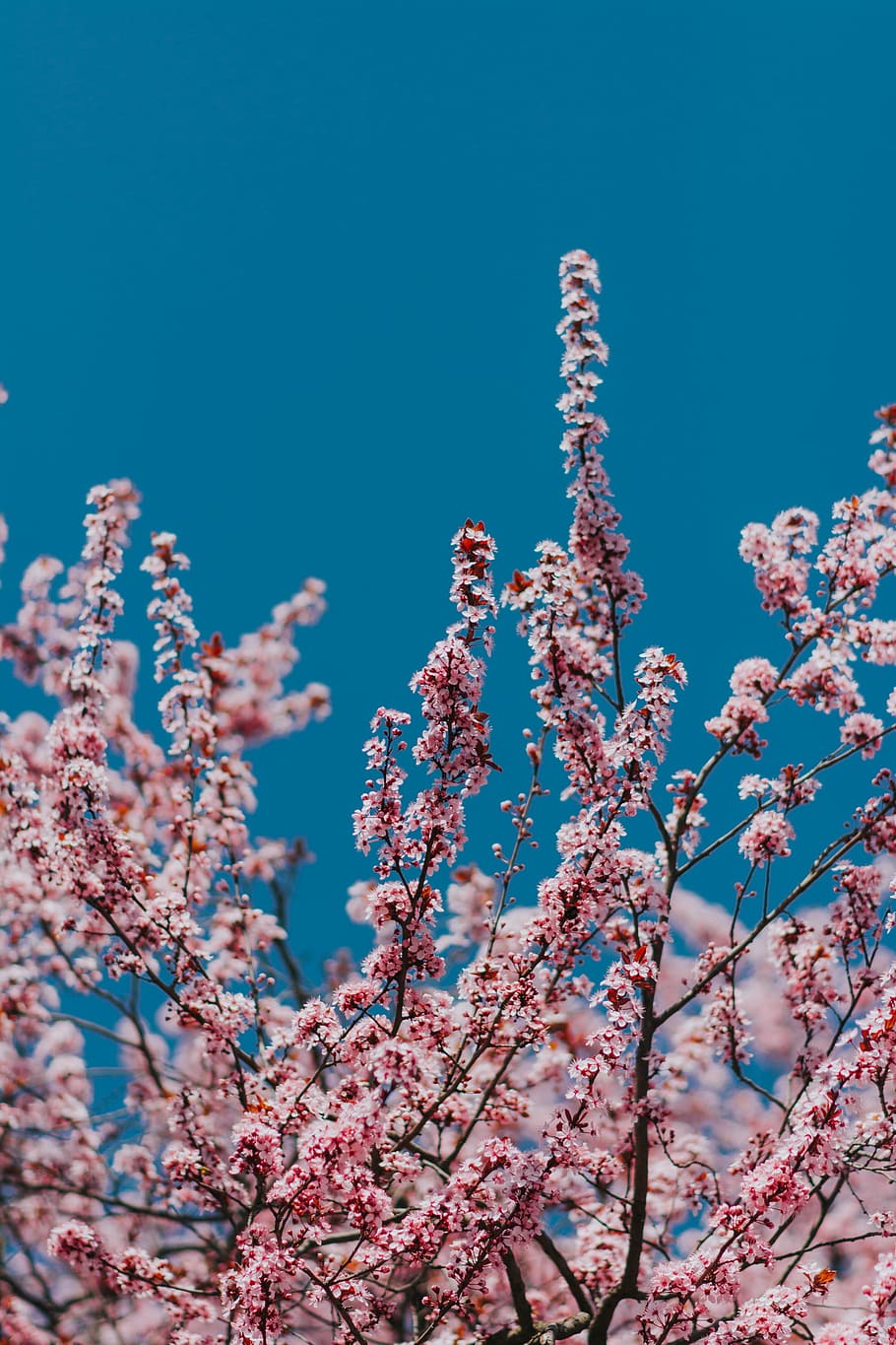 pink cherry blossom tree under clear during daytime, portrait photography of pink clustered flowers HD wallpaper