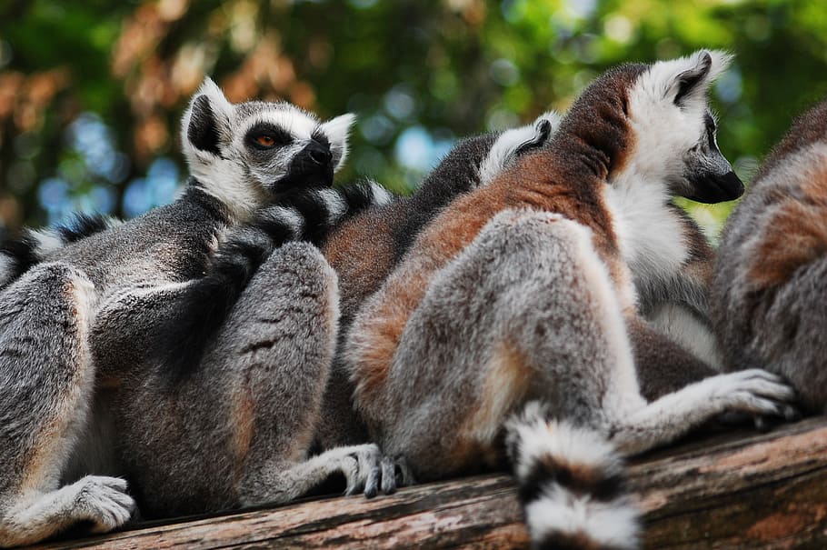 lemur, sitting, zoo, clear, zoological garden, animal, lemurs HD wallpaper