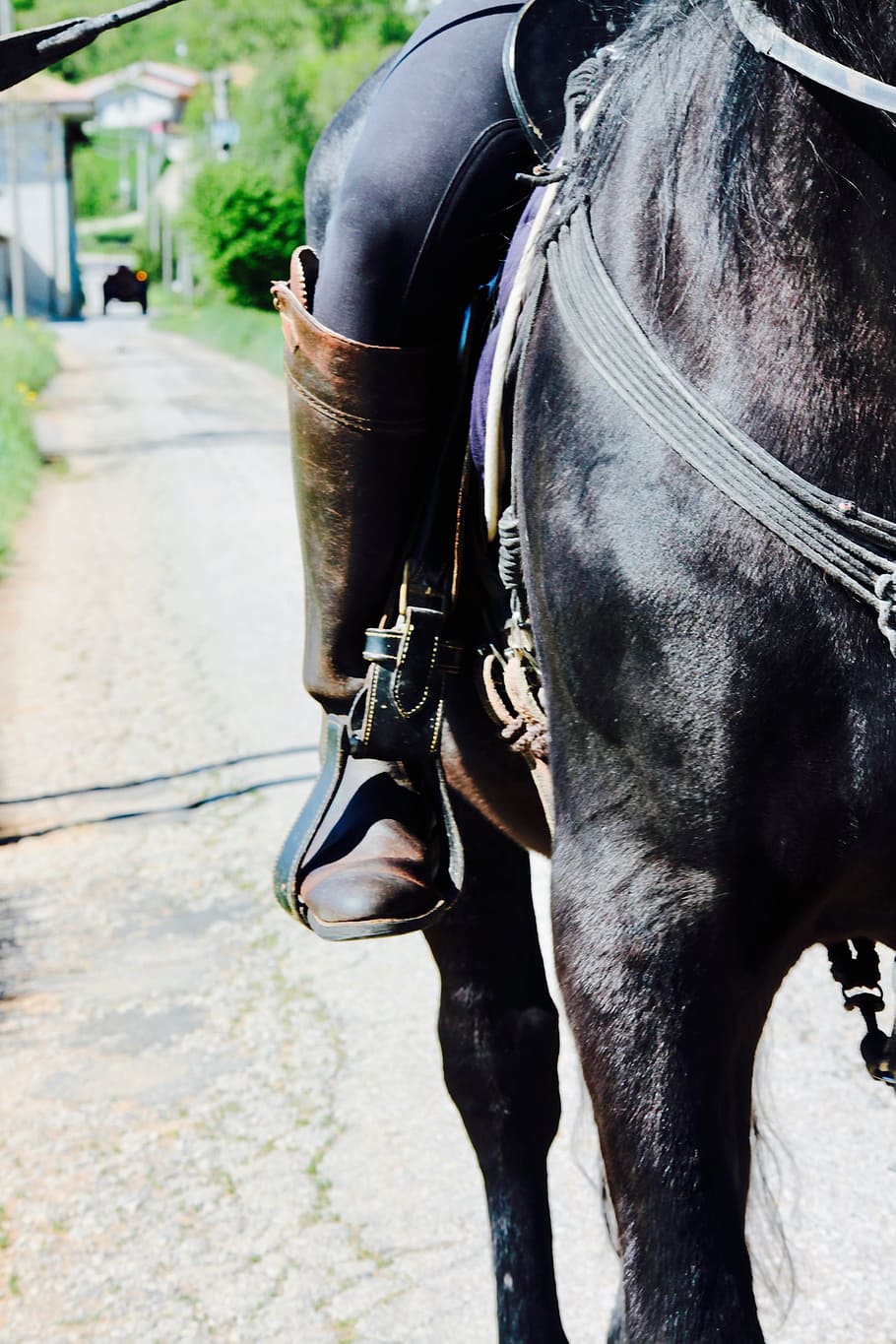 Bracket, Horse, Campaign, Riding School, farm, nature, ride, HD wallpaper