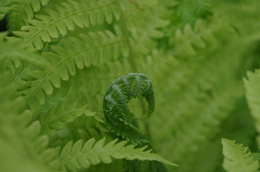 ferns, green, plants, spirals, green color, leaf, plant part HD wallpaper
