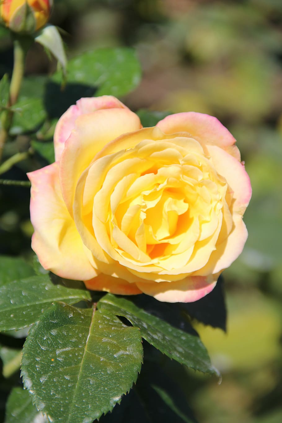 rose, flower, rose bloom, flowering plant, beauty in nature HD wallpaper