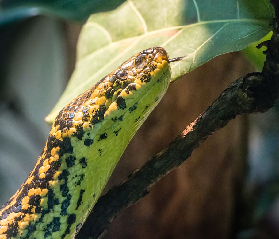 snake, zoo, reptile, animal themes, animal wildlife, animals in the wild HD wallpaper