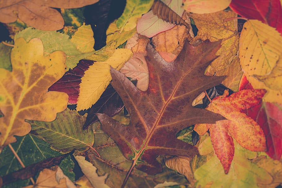 fill the frame photography of leaves, sheet, autumn, autumn leaf HD wallpaper