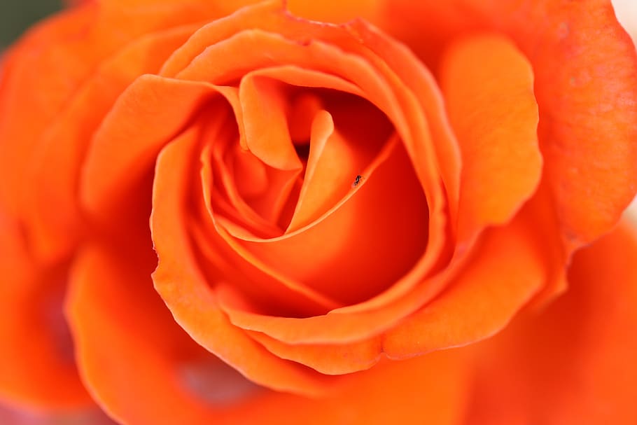 flower, pink, nature, flowering plant, beauty in nature, rose HD wallpaper