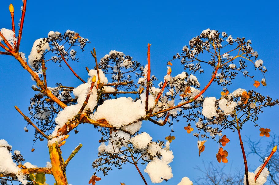 HD wallpaper: plant, winter, snow, covered, nature, tree, branches ...