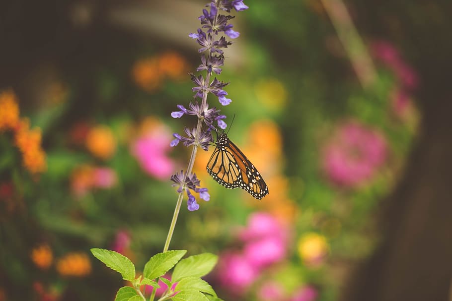 selective focus photo of brown, white, and black butterfly sipping nectar on purple flower, butterfly perching on plant HD wallpaper