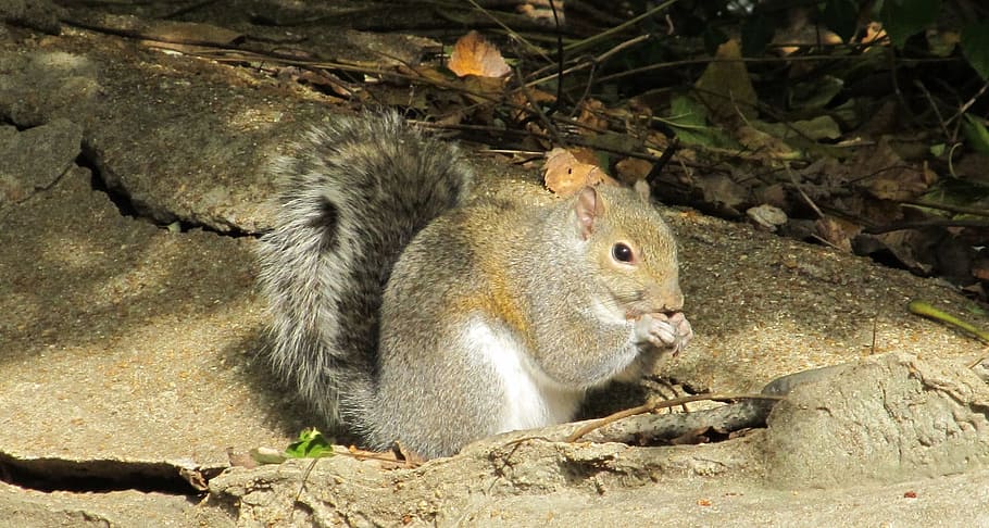 squirrel, common squirrel, eating, ground, furry, furry tail HD wallpaper