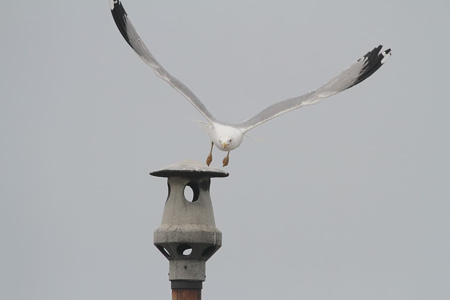gull, fireplace, sky, no people, animal wildlife, animal themes HD wallpaper
