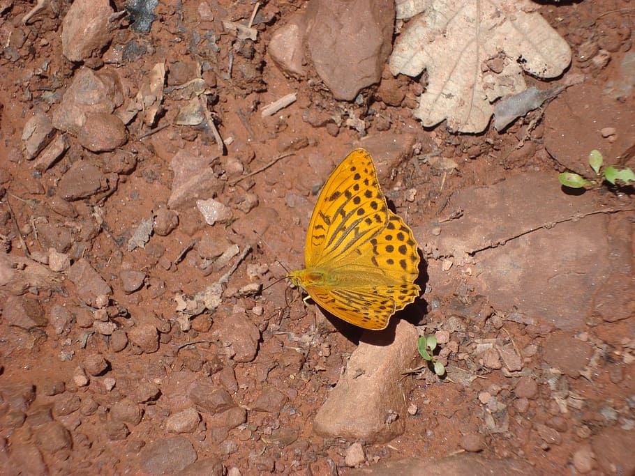 butterfly, insect, wings, animal themes, animal wildlife, animals in the wild HD wallpaper
