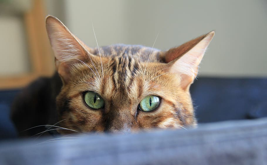 cat, cute, animal, domestic cat, pets, domestic animals, mammal HD wallpaper