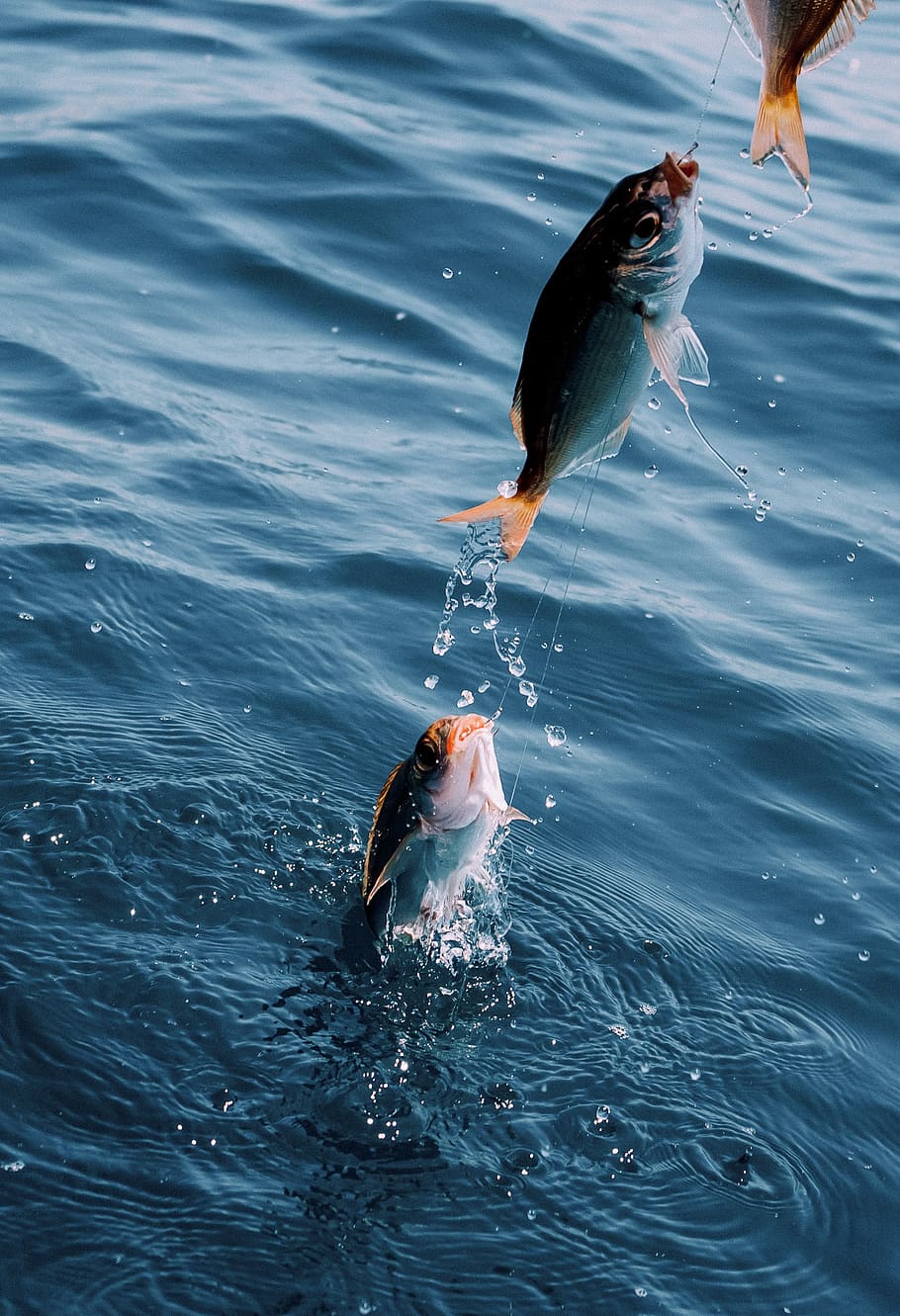 closeup photo of three gray fish, catch, hook, lake, water, ocean, HD wallpaper