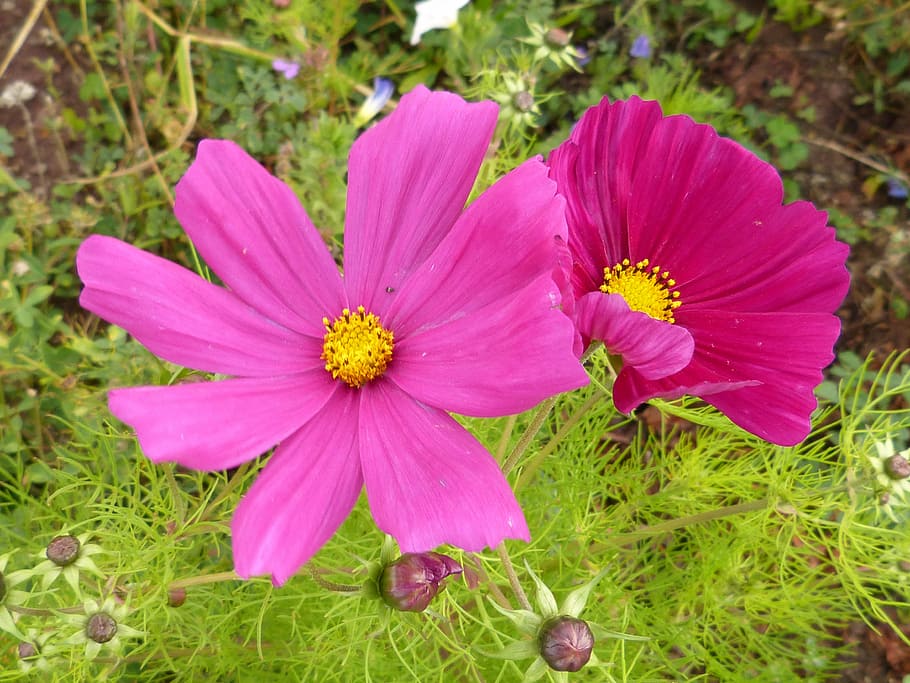 flower, blossom, bloom, pink, red, garden, nature, plant, flowering plant HD wallpaper