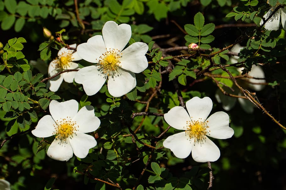 escimo, rose, flower, spring, garden, flowering plant, growth HD wallpaper