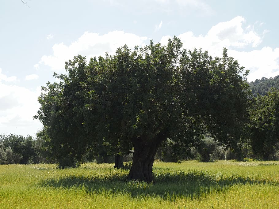 Olive Grove 1080p 2k 4k 5k Hd Wallpapers Free Download