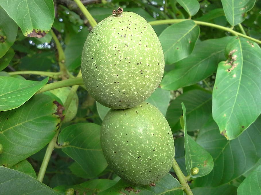 walnut, tree, fruit, fruits, juglans regia, walnut tree, immature