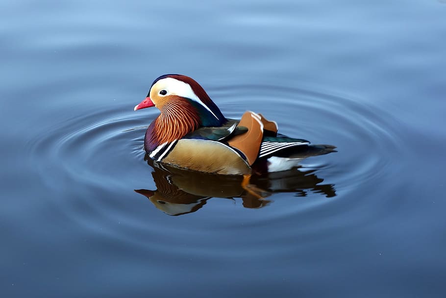 Mandarin duck onw ater, water, colorful, animal themes, animal wildlife