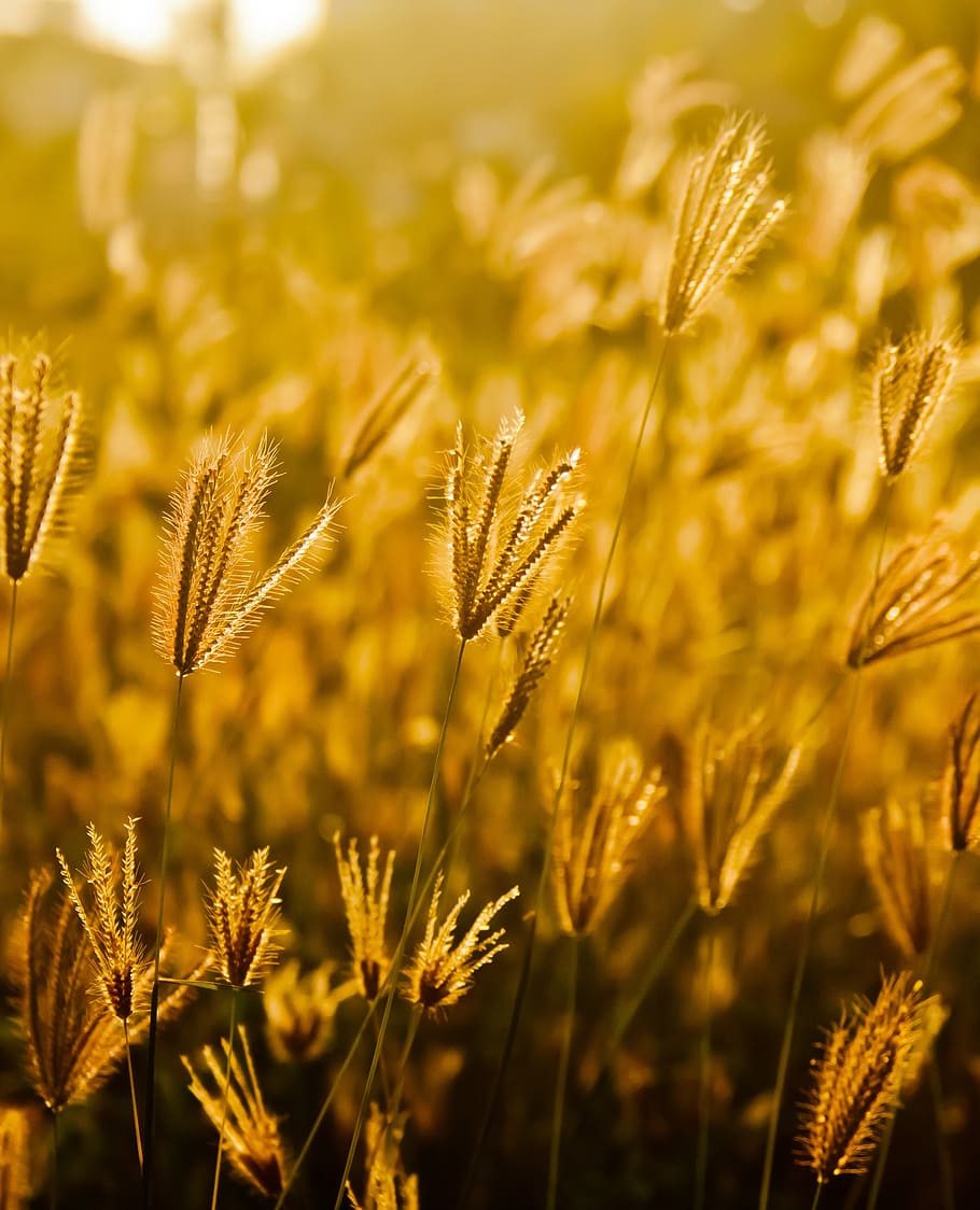 fields, grass, golden, sunset, growth, plant, agriculture, nature HD wallpaper