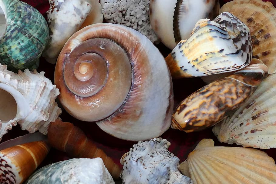 bunch of conch shell, sea, ocean, beach, vacation, sea shells